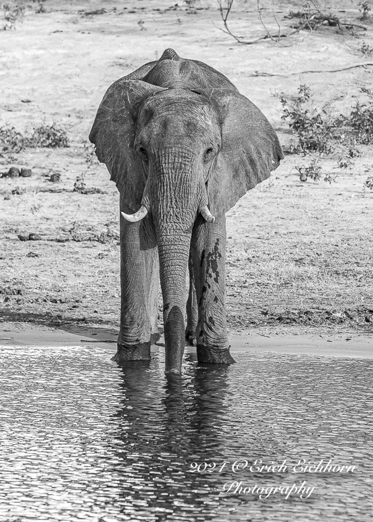 Africa Chobe Kruger Capetown South Africa Botswana