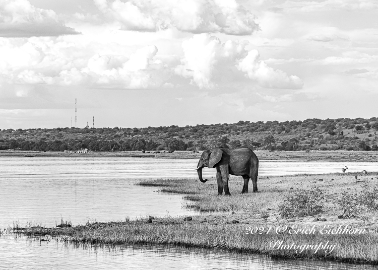 Africa Chobe Kruger Capetown South Africa Botswana