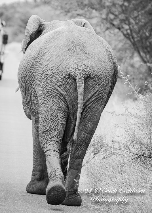 Africa Chobe Kruger Capetown South Africa Botswana