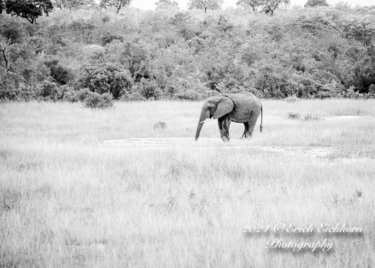 Africa Chobe Kruger Capetown South Africa Botswana