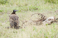 Africa-Chobe-Kruger-Capetown-South-Africa-Botswana