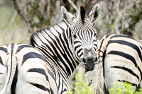 Africa-Chobe-Kruger-Capetown-South-Africa-Botswana