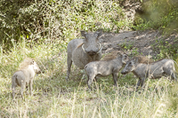 Africa-Chobe-Kruger-Capetown-South-Africa-Botswana