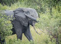 Africa-Chobe-Kruger-Capetown-South-Africa-Botswana