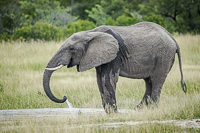 Africa-Chobe-Kruger-Capetown-South-Africa-Botswana