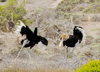 Africa-Chobe-Kruger-Capetown-South-Africa-Botswana