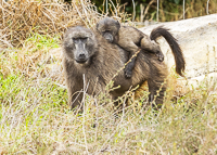 Africa-Chobe-Kruger-Capetown-South-Africa-Botswana