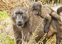 Africa-Chobe-Kruger-Capetown-South-Africa-Botswana