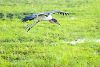 Africa-Chobe-Kruger-Capetown-South-Africa-Botswana