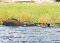 Africa-Chobe-Kruger-Capetown-South-Africa-Botswana