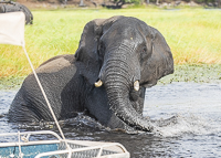 Africa-Chobe-Kruger-Capetown-South-Africa-Botswana