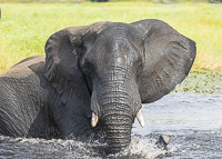 Africa-Chobe-Kruger-Capetown-South-Africa-Botswana