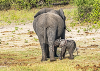 Africa-Chobe-Kruger-Capetown-South-Africa-Botswana