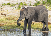 Africa-Chobe-Kruger-Capetown-South-Africa-Botswana