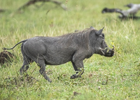 Africa-Chobe-Kruger-Capetown-South-Africa-Botswana