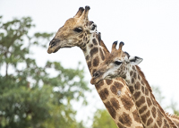 Africa-Chobe-Kruger-Capetown-South-Africa-Botswana