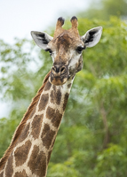 Africa-Chobe-Kruger-Capetown-South-Africa-Botswana