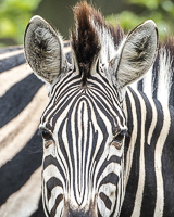 Africa-Chobe-Kruger-Capetown-South-Africa-Botswana