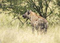 Africa-Chobe-Kruger-Capetown-South-Africa-Botswana