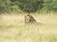 Africa-Chobe-Kruger-Capetown-South-Africa-Botswana