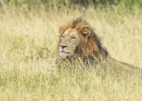 Africa-Chobe-Kruger-Capetown-South-Africa-Botswana