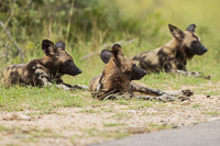 Africa-Chobe-Kruger-Capetown-South-Africa-Botswana