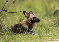 Africa-Chobe-Kruger-Capetown-South-Africa-Botswana