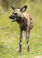 Africa-Chobe-Kruger-Capetown-South-Africa-Botswana