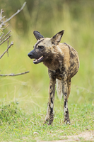 Africa-Chobe-Kruger-Capetown-South-Africa-Botswana