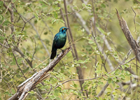 Africa-Chobe-Kruger-Capetown-South-Africa-Botswana