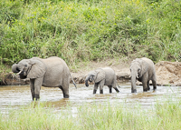 Africa-Chobe-Kruger-Capetown-South-Africa-Botswana