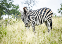 Africa-Chobe-Kruger-Capetown-South-Africa-Botswana