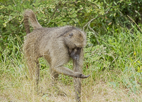 Africa-Chobe-Kruger-Capetown-South-Africa-Botswana