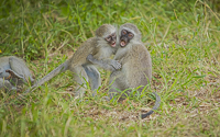 Africa-Chobe-Kruger-Capetown-South-Africa-Botswana