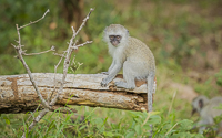 Africa-Chobe-Kruger-Capetown-South-Africa-Botswana