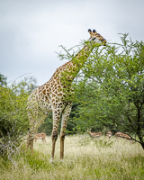 Africa-Chobe-Kruger-Capetown-South-Africa-Botswana