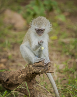 Africa-Chobe-Kruger-Capetown-South-Africa-Botswana