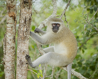 Africa-Chobe-Kruger-Capetown-South-Africa-Botswana