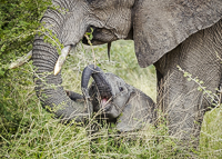 Africa-Chobe-Kruger-Capetown-South-Africa-Botswana