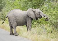 Africa-Chobe-Kruger-Capetown-South-Africa-Botswana