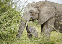 Africa-Chobe-Kruger-Capetown-South-Africa-Botswana