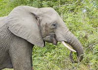 Africa-Chobe-Kruger-Capetown-South-Africa-Botswana