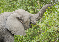 Africa-Chobe-Kruger-Capetown-South-Africa-Botswana