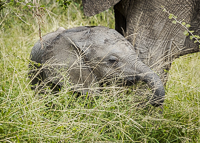 Africa-Chobe-Kruger-Capetown-South-Africa-Botswana