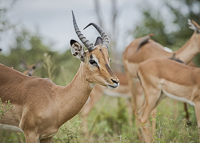 Africa-Chobe-Kruger-Capetown-South-Africa-Botswana