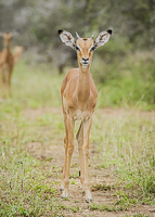 Africa-Chobe-Kruger-Capetown-South-Africa-Botswana