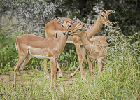 Africa-Chobe-Kruger-Capetown-South-Africa-Botswana