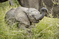 Africa-Chobe-Kruger-Capetown-South-Africa-Botswana