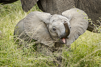 Africa-Chobe-Kruger-Capetown-South-Africa-Botswana