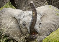 Africa-Chobe-Kruger-Capetown-South-Africa-Botswana